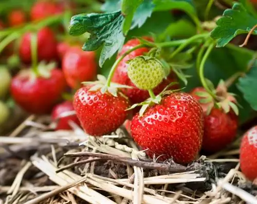 Le temps des fraises