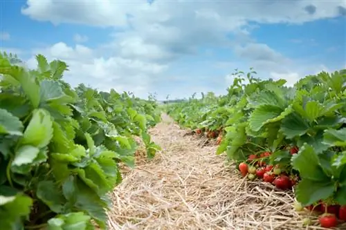 Strawberries bark mulch