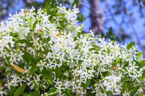 Star jasmine hardfør: Overlever den forkjølelsen vår?