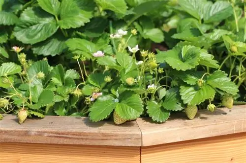 Aardbeien in verhoogde bedden: gemakkelijk oogsten met een hoge opbrengst