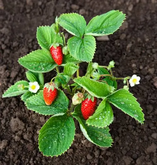 Strawberries in the garden