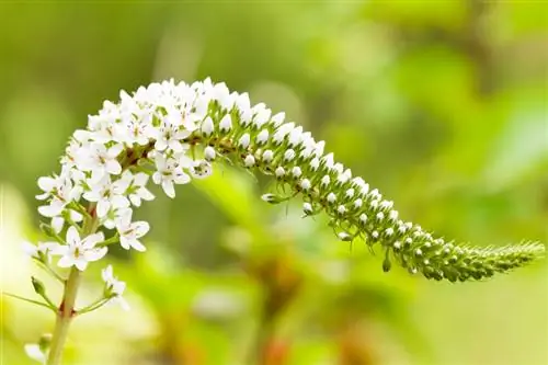 Salcerella: velenosa o innocua per l'uomo e gli animali?