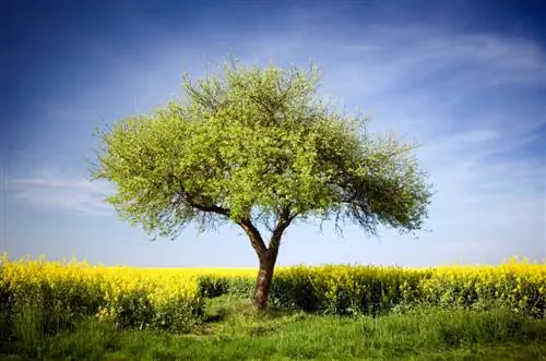 Appelboom bloeit niet: oorzaken en oplossingen onthuld