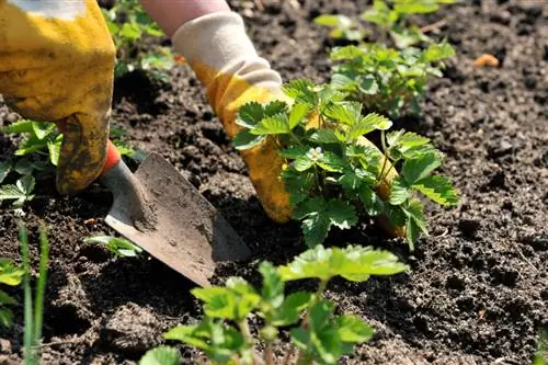 Aardbeien op afstand planten