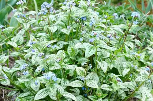 Pagdidilig ng Caucasus forget-me-nots