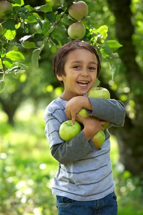 Harvest apples