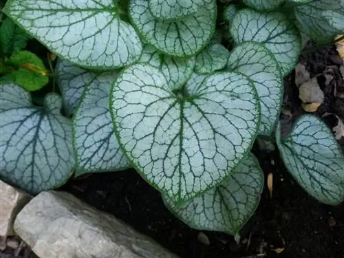 Caucasus Forget-me-not Jack Frost watering