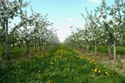 Fertiliser le pommier