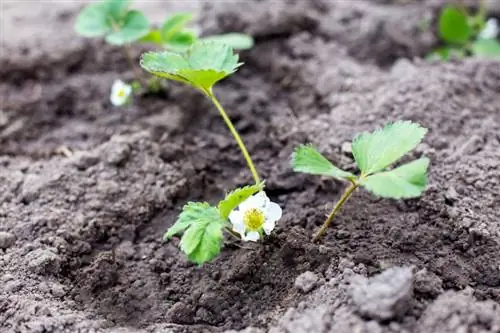 Uitlopers van aardbeien