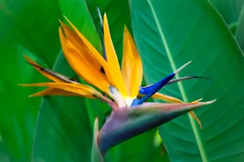 King Strelitzia does not bloom