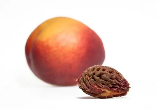 Hilahin ang core ng puno ng peach sa iyong sarili