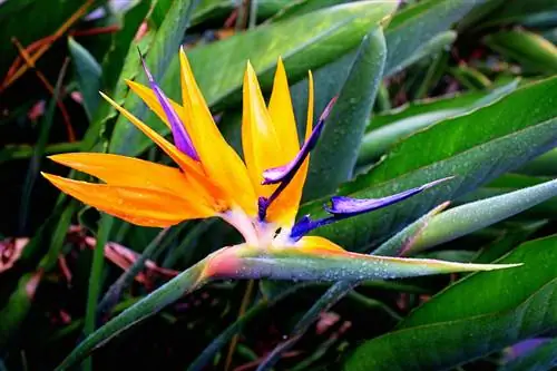 Cura reale della Strelitzia