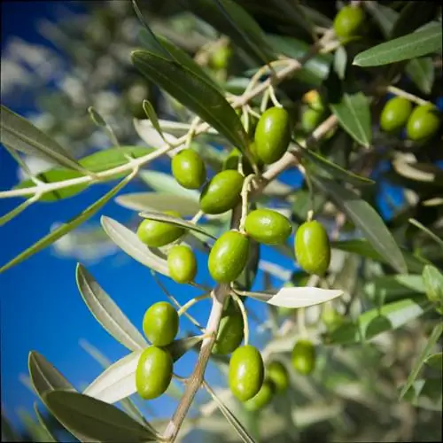 Fertilizzare l'olivo