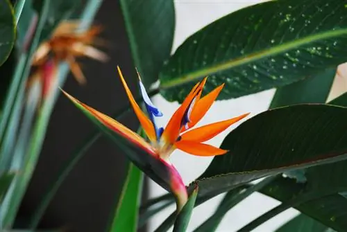 Overwinter koninklijke strelitzia