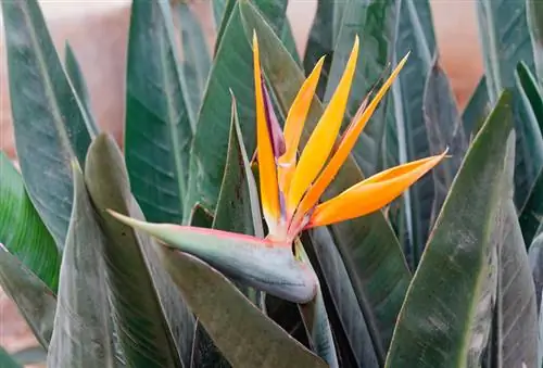 Water strelitzia