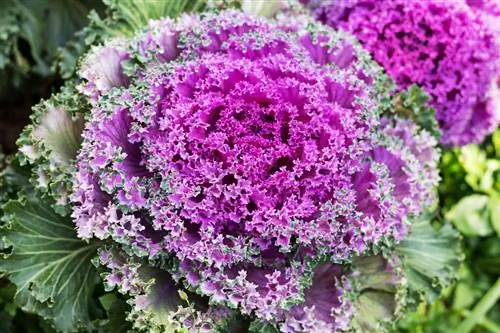 Ornamental cabbage nyob rau hauv lub chav ua noj: noj, noj qab nyob zoo thiab qab