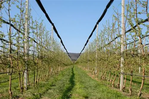 Hoe plant en verzorg ik een halfstammige appelboom?