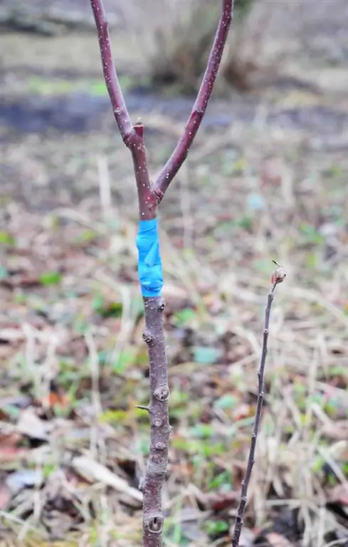 Grafting apple tree