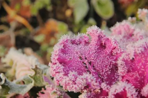 Ornamental cabbage in winter: protection from frost and cold