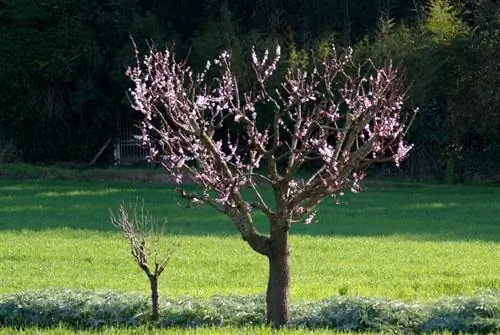 Persika träd plats