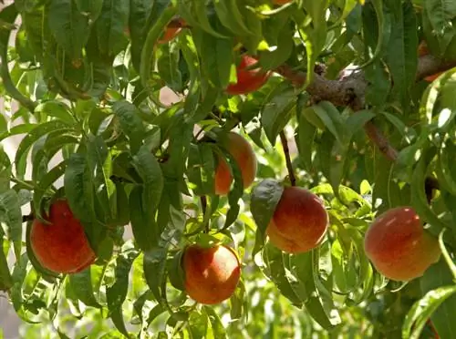 Peach Harrow gražuolė