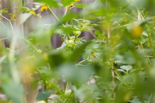 Tomatillos nel letto o nel contenitore: istruzioni e consigli