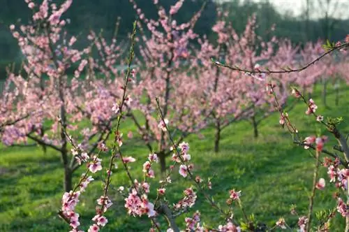 Plant a peach tree