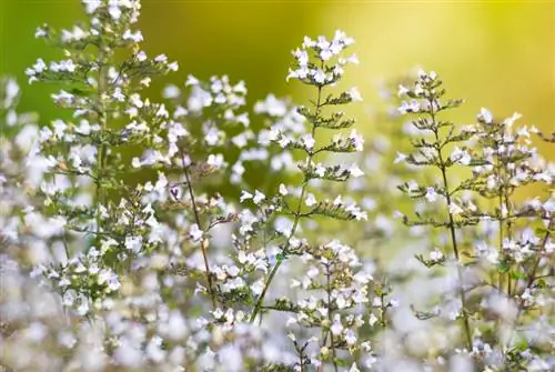 Ang perpektong lokasyon para sa iyong mountain mint: Narito kung paano ito gumagana