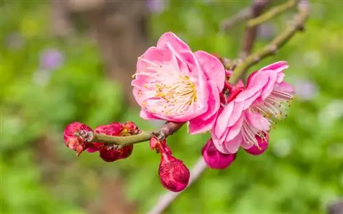 Peach: The exciting origin of the delicious stone fruit