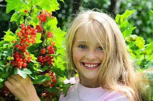 Standarta jāņogu griešana: kad un kā to izdarīt