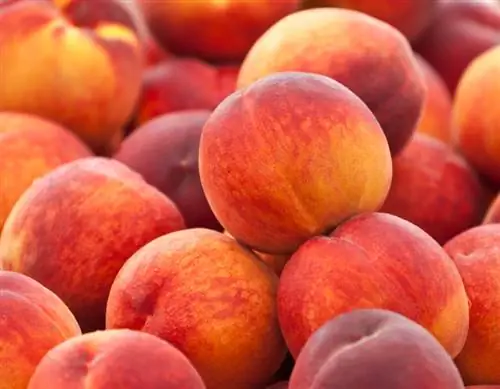 Frost-hard peaches? Discover the Flamingo variety