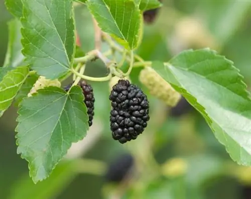 Mûrier rustique