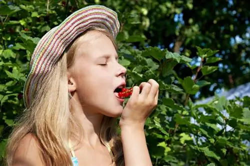 Ribes rosso: le migliori varietà per il tuo giardino