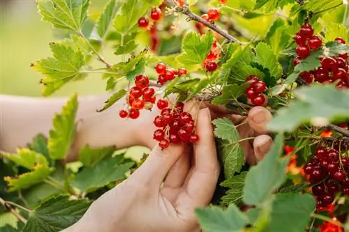 Raudonieji serbentai: taip pasiekiama optimali priežiūra