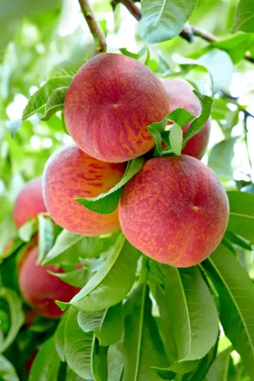 Peach Rubira: Tính năng đặc biệt, hướng dẫn hương vị & cách bảo quản