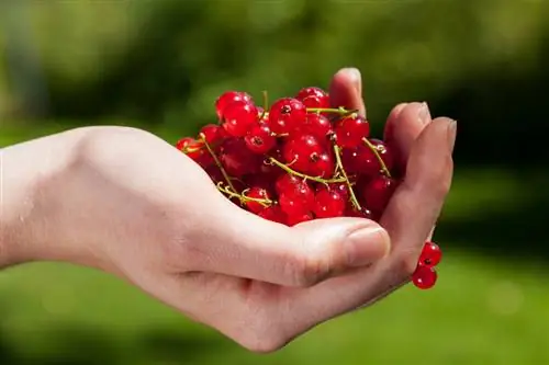 Kırmızı kuş üzümü: etkileri ve sağlık yararları