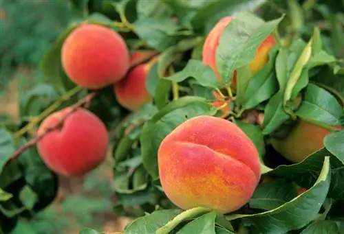 Red Haven Peaches: ስለ ታዋቂው ዝርያ ሁሉም ነገር