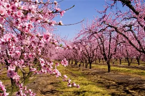 Peaches za aina ya majaribio: chaguo bora zaidi la eneo na utunzaji