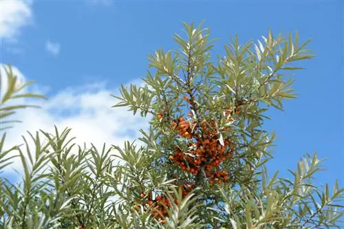 Palaganapin ang sea buckthorn