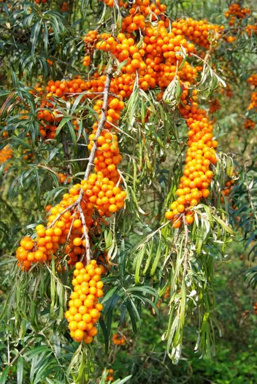 Raccogli l'olivello spinoso