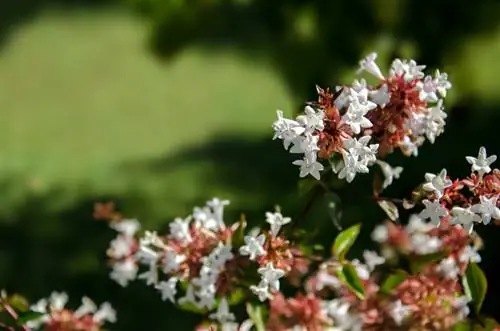 Uspešno skrbite za Abelia Grandiflora: zalivanje, gnojenje itd