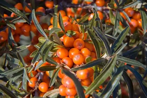 Sea buckthorn location