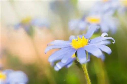 Margherite blu: consigli per lo svernamento del fiore da balcone