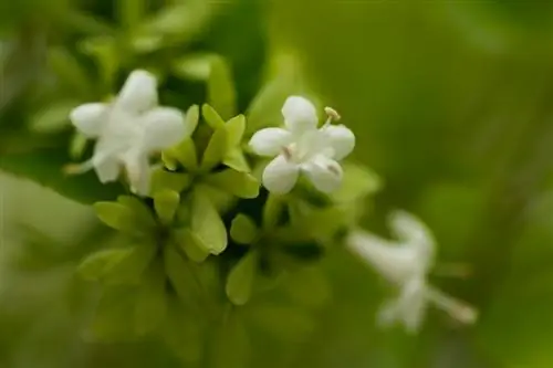 Abelias in winter: How do I protect them from frost damage?