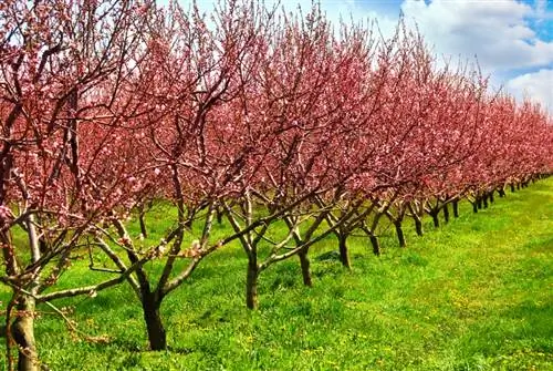 Peach Amsden - stara sorta breskve otporna na bolesti