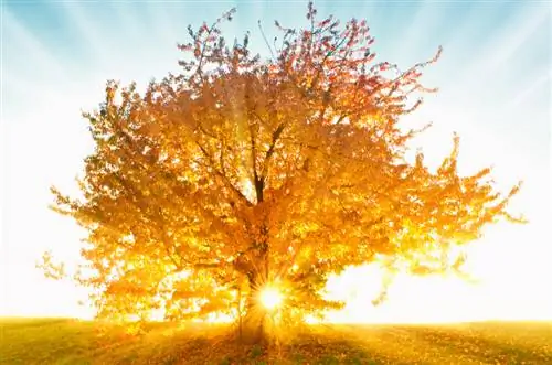 Kersenboom in de herfst