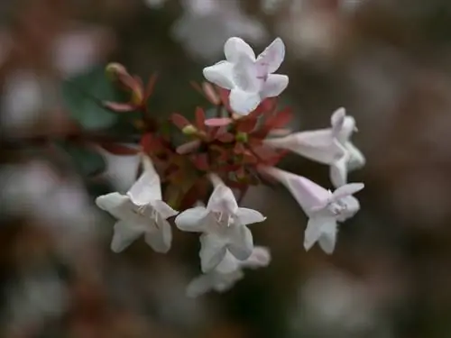 พันธุ์ Hardy Abelia Grandiflora: มีพันธุ์ใดบ้าง?