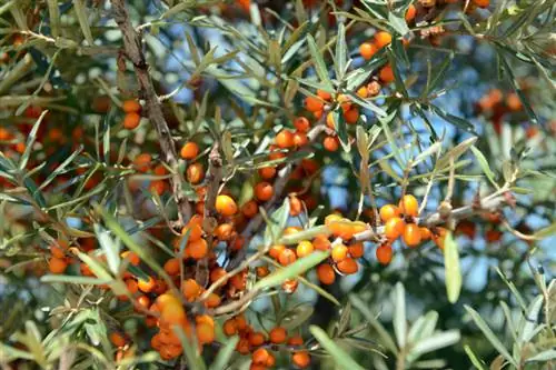 Semak buckthorn laut yang sehat: petunjuk untuk perawatan yang optimal