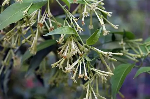 Givre de buisson-marteau