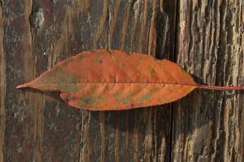 Daun coklat pokok ceri